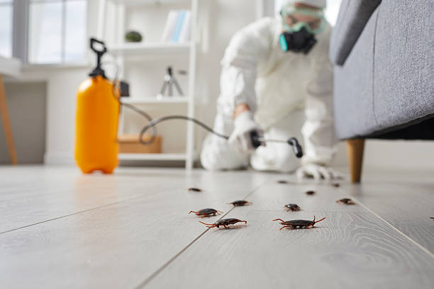 Commercial Rodent Management in Yamhill